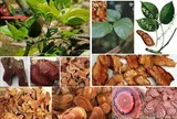 Công ty tiên phong trong xuất nhập khẩu lĩnh vực dược liệu, nông sản sạch