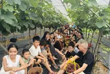 Vườn nho Thủy Thắng – Không gian du lịch nông nghiệp xanh giữa xã Cự Đồng, tỉnh Phú Thọ