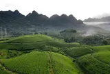 Công ty Cổ phần Chè Hùng An: Nỗ lực vượt khó, tạo nền tảng phát triển bền vững