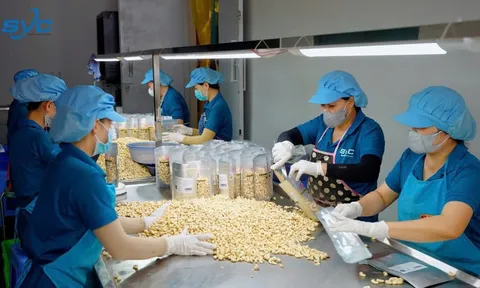 Ngành điều Việt Nam hiện đang đối mặt với nhiều thách thức và khó khăn, ảnh hưởng lớn đến sản xuất và xuất khẩu