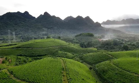 Công ty Cổ phần Chè Hùng An: Nỗ lực vượt khó, tạo nền tảng phát triển bền vững