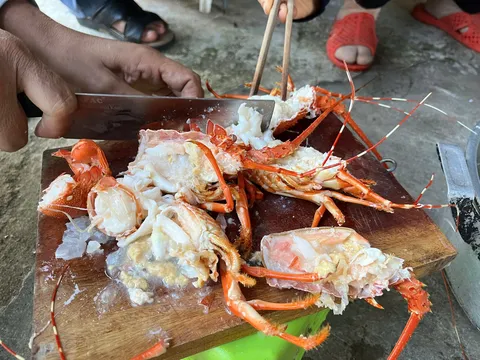 Phát hiện cơ sở bơm thạch rau câu vào tôm hùm chết để bán ra thị trường