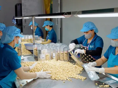Ngành điều Việt Nam hiện đang đối mặt với nhiều thách thức và khó khăn, ảnh hưởng lớn đến sản xuất và xuất khẩu