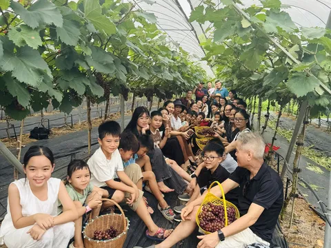 Vườn nho Thủy Thắng – Không gian du lịch nông nghiệp xanh giữa xã Cự Đồng, tỉnh Phú Thọ