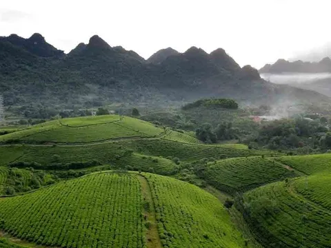 Công ty Cổ phần Chè Hùng An: Nỗ lực vượt khó, tạo nền tảng phát triển bền vững