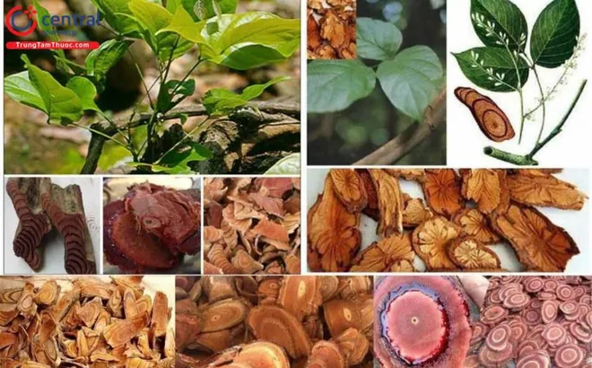 Công ty tiên phong trong xuất nhập khẩu lĩnh vực dược liệu, nông sản sạch